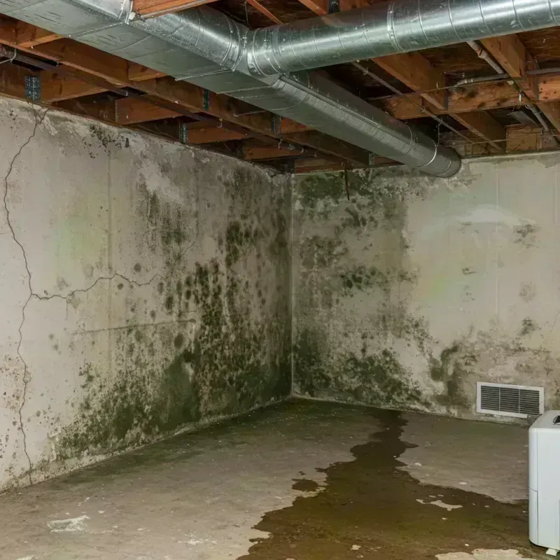 Professional Mold Removal in Swepsonville, NC